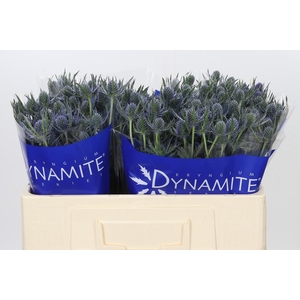 Eryngium Blue Dynamite