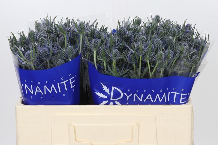 <h4>Eryngium Blue Dynamite</h4>