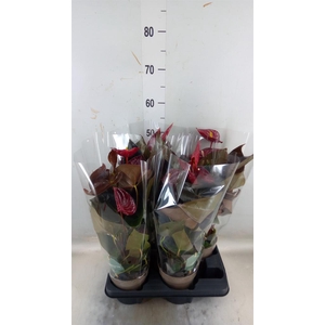 Anthurium andr. 'Delicata'