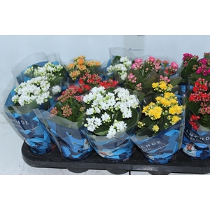 KALANCHOE DOBRADO P11