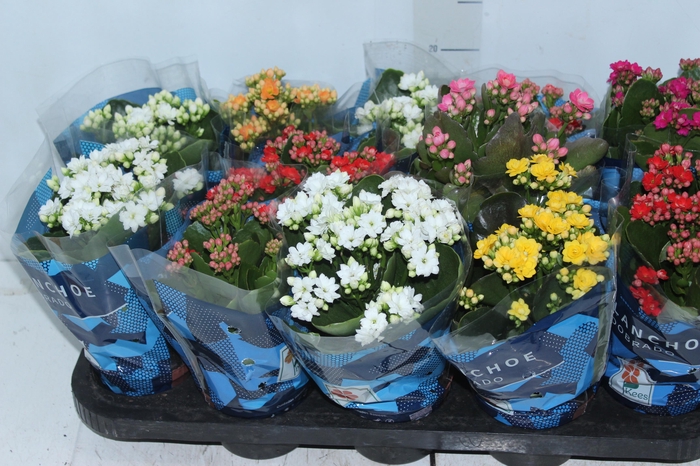 <h4>KALANCHOE DOBRADO P11</h4>