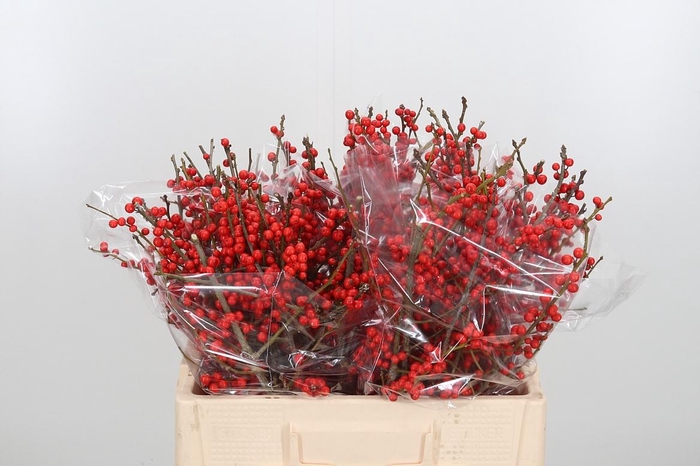 <h4>Ilex Ve Rode Bes</h4>