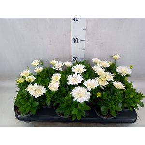 Osteospermum  '3D White'