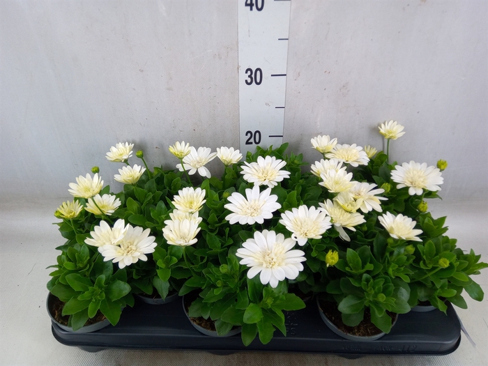 <h4>Osteospermum  '3D White'</h4>
