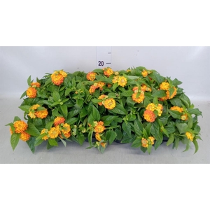 Lantana camara 'Simon Orange'