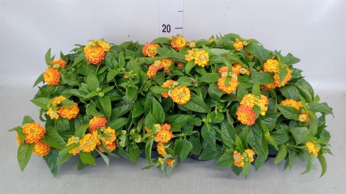 <h4>Lantana camara 'Simon Orange'</h4>