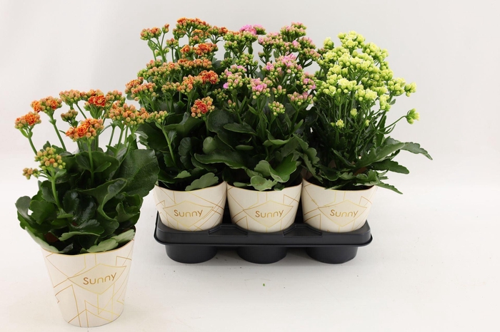 Kalanchoe
