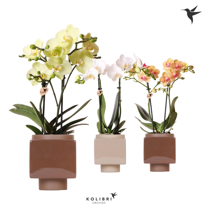 <h4>Kolibri Orchids Phalaenopsis mix 2 spike in Cube pot brown</h4>