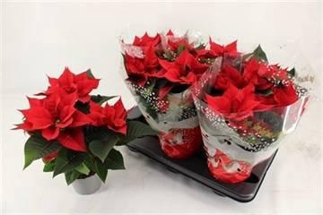 <h4>EUPHOR P CHR UNIVERS</h4>