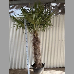 TRACHYC FORTUNEI 260 CM
