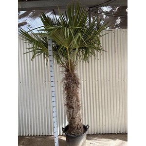 TRACHYC FORTUNEI P60 250CM