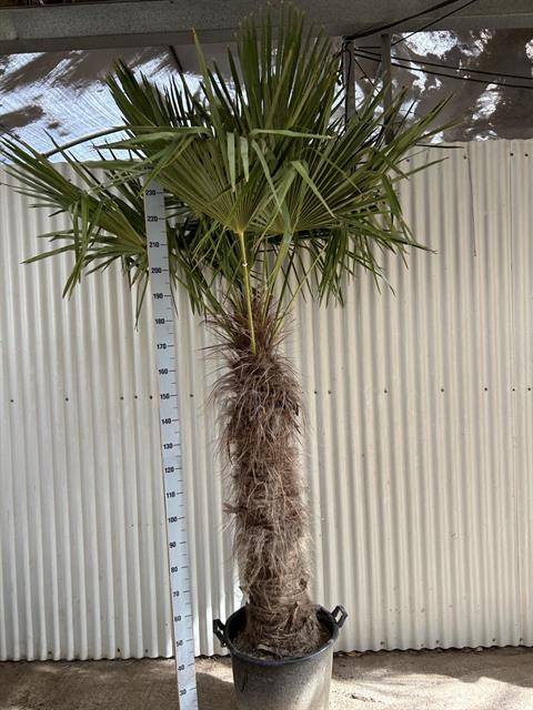 <h4>TRACHYC FORTUNEI P60 250CM</h4>