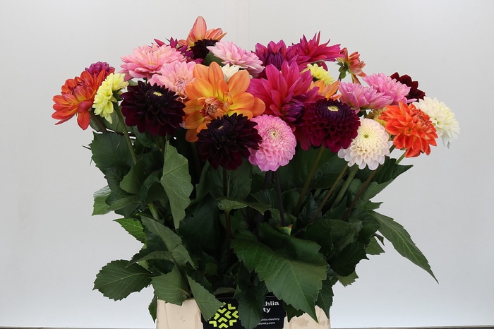 <h4>Dahlia Gemengd in bos</h4>