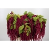 Amaranthus Hang Rood
