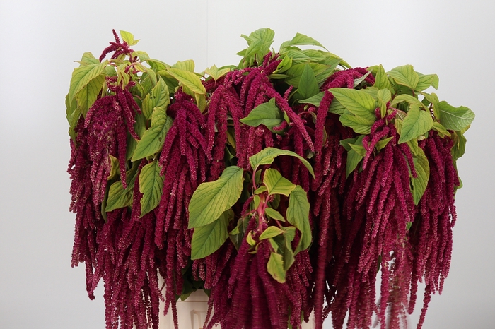 <h4>Amaranthus Hang Rood</h4>