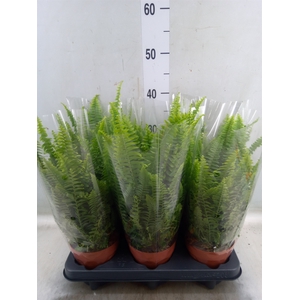 Nephrolepis exal. 'Green Lady'