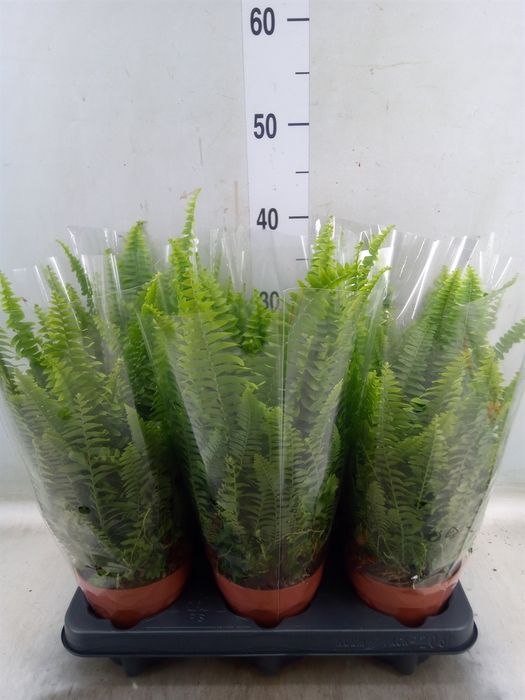 <h4>Nephrolepis exal. 'Green Lady'</h4>