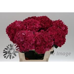 Hydrangea mag ruby red
