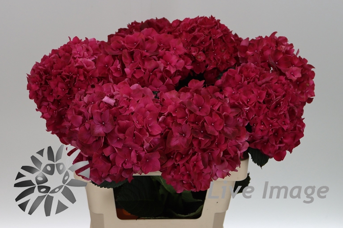 <h4>Hydrangea mag ruby red</h4>