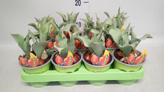 <h4>Tulipa   ...</h4>