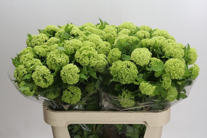 <h4>Viburnum Roseum</h4>