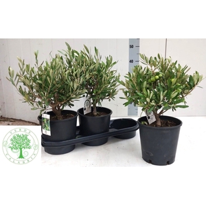 OLEA EUROPAEA