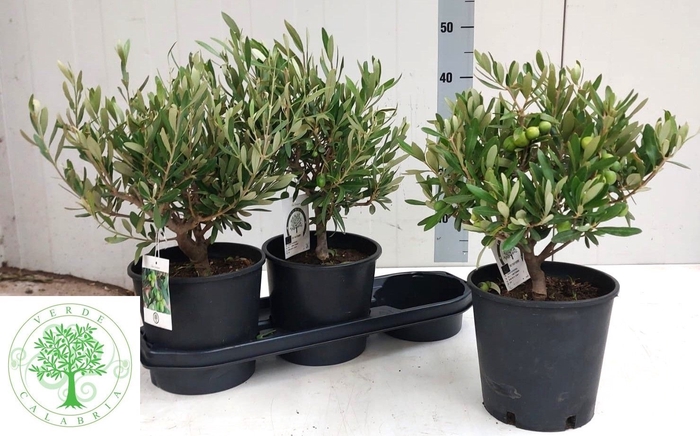 <h4>OLEA EUROPAEA</h4>
