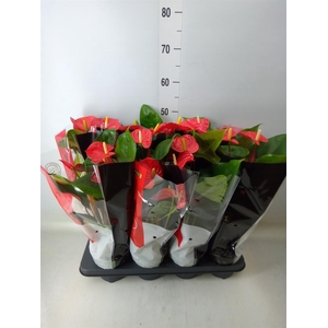 Anthurium andr. 'Madural'