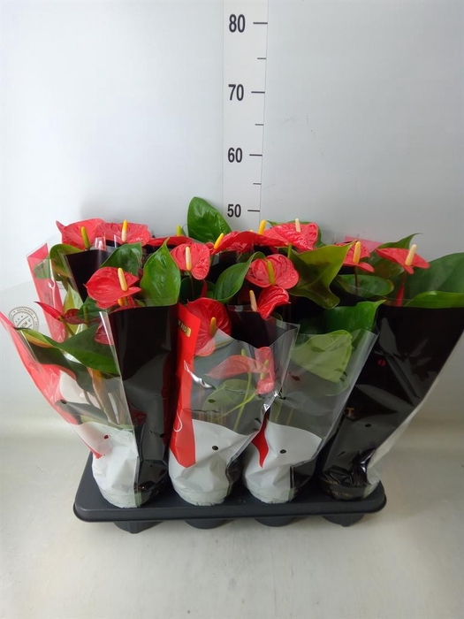 <h4>Anthurium andr. 'Madural'</h4>