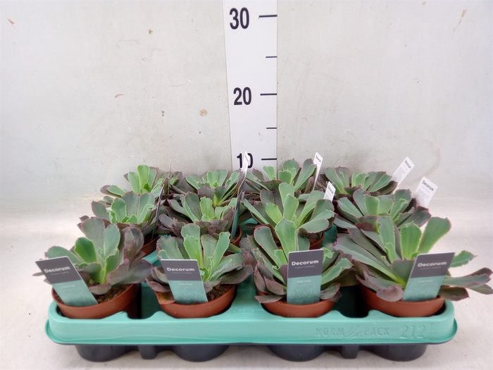 <h4>Echeveria   ...</h4>