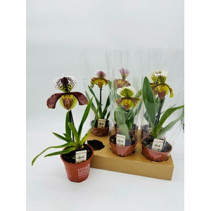 PAPH AMERIKA HYB GEM