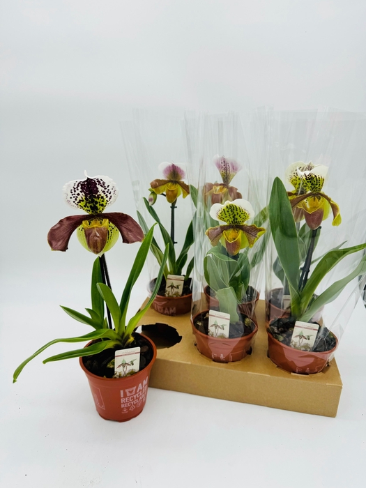 <h4>PAPH AMERIKA HYB GEM</h4>