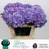 Hydrangea cassanova