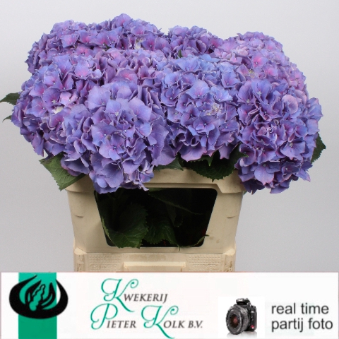 Hydrangea cassanova