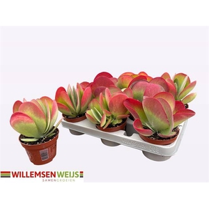 KALANCHOE THYRSIFL