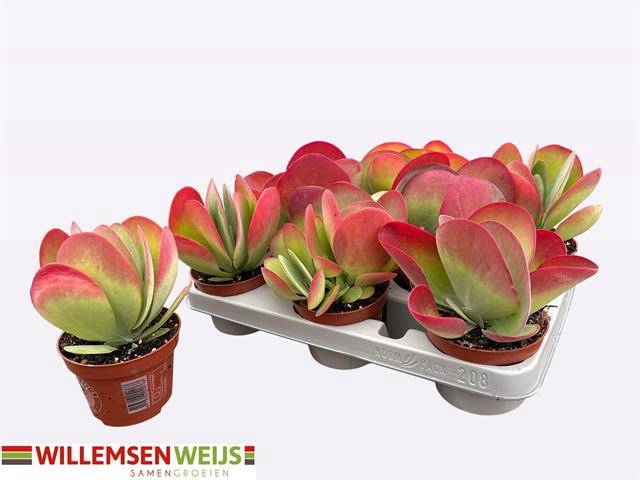 <h4>KALANCHOE THYRSIFL</h4>