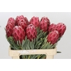 Protea Venus