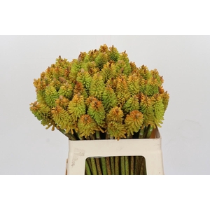 Kniphofia Eycone Peach