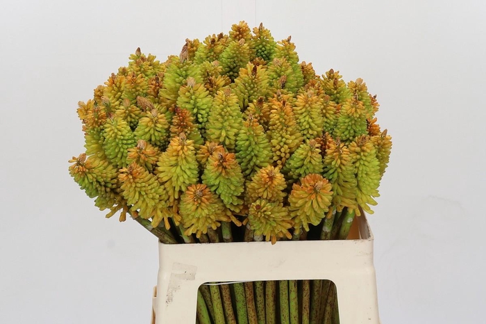 Kniphofia Eycone Peach