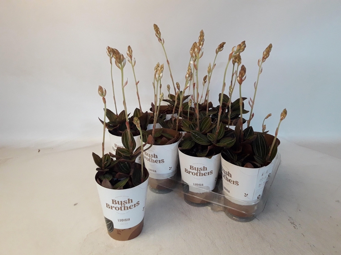 <h4>LUD DISCOLOR</h4>