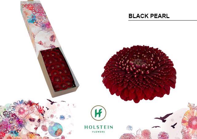 <h4>Germini Pomponi Black Pearl Doos</h4>