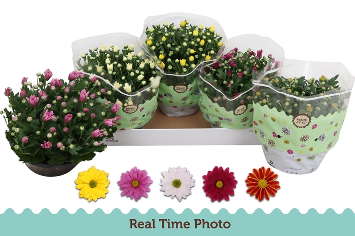 <h4>CHRYS GEM 5 KL</h4>