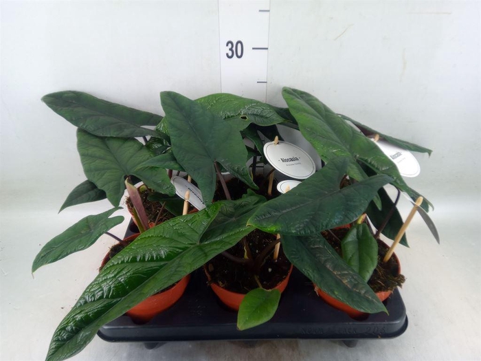 <h4>Alocasia scalprum</h4>