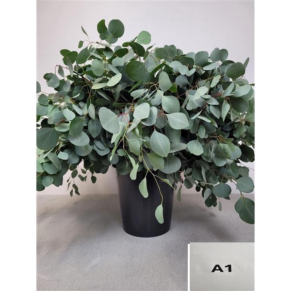 <h4>EUC POPULUS PER STEEL-SP-</h4>