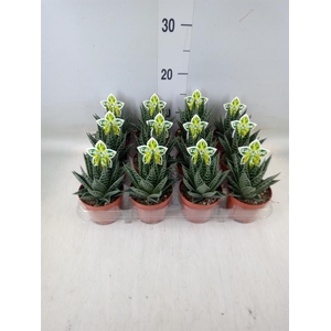 Aloe aristata 'Tiki Tahi'