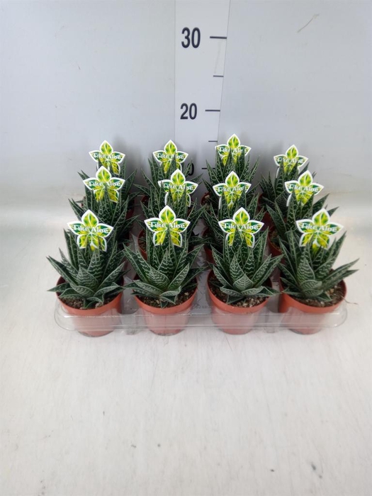 <h4>Aloe aristata 'Tiki Tahi'</h4>