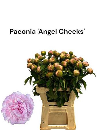 <h4>Paeo L Angel Cheeks</h4>