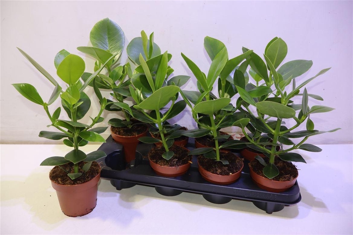 <h4>arr8 Clu Ro Princess</h4>