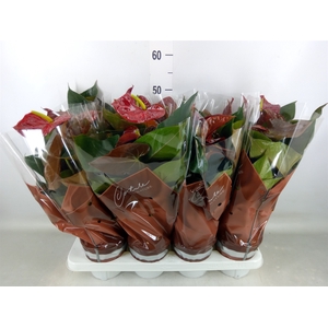 Anthurium andr. 'FC Tranquil'