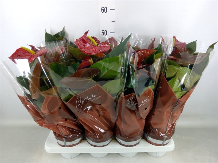 <h4>Anthurium andr. 'FC Tranquil'</h4>